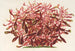 Alternanthera spathulata - Charles Antoine Lemaire — vy av konstverket