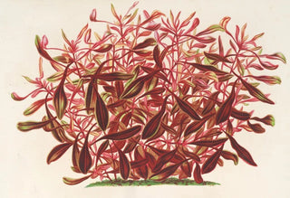 Charles Antoine Lemaire - Alternanthera spathulata.webp