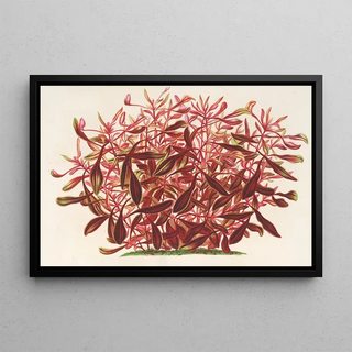 Charles Antoine Lemaire - Alternanthera spathulata.webp