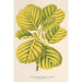 Reproduktion av målningen Alnus glutinosa var aurea - Charles Antoine Lemaire