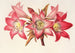 Amaryllis Belladonna - Charles Antoine Lemaire — vy av konstverket