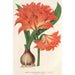 Amaryllis Hippeastrum Alberti - Charles Antoine Lemaire — vy av konstverket
