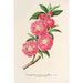 Amygdalus persica roseiflora - Charles Antoine Lemaire — vy av konstverket