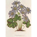 Anemone Hepatica angulosa - Charles Antoine Lemaire — vy av konstverket