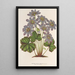 Anemone Hepatica angulosa - Charles Antoine Lemaire — inramlat konstverk på väggen