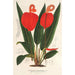 Anthurium Scherzerianum - Charles Antoine Lemaire — vy av konstverket