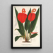 Anthurium Scherzerianum - Charles Antoine Lemaire — inramlat konstverk på väggen