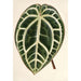 Reproduktion av målningen Anthurium crystallinum - Charles Antoine Lemaire