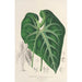Anthurium leuconeurum - Charles Antoine Lemaire — vy av konstverket