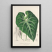 Anthurium leuconeurum - Charles Antoine Lemaire — inramlat konstverk på väggen