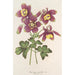 Aquilegia spectabilis - Charles Antoine Lemaire — vy av konstverket
