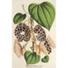 Aristolochia Duchartrei - Charles Antoine Lemaire — vy av konstverket
