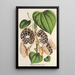 Aristolochia Duchartrei - Charles Antoine Lemaire — inramlat konstverk på väggen