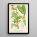 Reproduktion av målningen Aristolochia barbata - Charles Antoine Lemaire