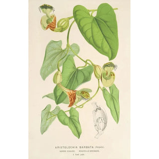 Charles Antoine Lemaire - Aristolochia barbata.webp