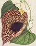 Aristolochia cordiflora - Charles Antoine Lemaire — vy av konstverket