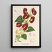 Reproduktion av målningen Aristolochia floribunda - Charles Antoine Lemaire