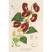 Reproduktion av målningen Aristolochia floribunda - Charles Antoine Lemaire