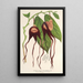 Reproduktion av målningen Aristolochia tricaudata - Charles Antoine Lemaire