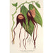 Reproduktion av målningen Aristolochia tricaudata - Charles Antoine Lemaire