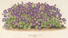 Aubriétia Campbelli var. - Charles Antoine Lemaire — vy av konstverket