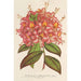 Azalée Bouquet de Flore Hort Versch - Charles Antoine Lemaire — vy av konstverket