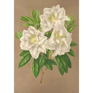 Charles Antoine Lemaire - Azalea Bernhard Andrea alba.webp