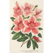 Reproduktion av målningen Azalea indica hybrida Dieudonné Spae - Charles Antoine Lemaire