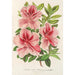 Reproduktion av målningen Azalea indica hybrida Madame Verschaffelt - Charles Antoine Lemaire