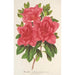 Azalea indica hybrida Madame Wagner - Charles Antoine Lemaire — vy av konstverket