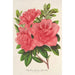 Azalea indica hybrida William Bull - Charles Antoine Lemaire — vy av konstverket