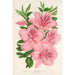 Azalea indica hybrida gigantiflora - Charles Antoine Lemaire — vy av konstverket