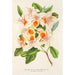 Azalea magnifica - Charles Antoine Lemaire — vy av konstverket