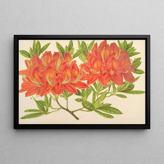 Charles Antoine Lemaire - Azalea mollis.webp