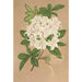 Reproduktion av målningen Azalea sinensis var Albiflora - Charles Antoine Lemaire