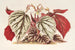 Begonia eximia - Charles Antoine Lemaire — vy av konstverket