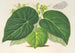 Begonia imperialis var. smaragdina - Charles Antoine Lemaire — vy av konstverket