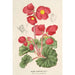 Bégonia rosiflora - Charles Antoine Lemaire — vy av konstverket