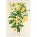 Berberis Hookerii - Charles Antoine Lemaire — vy av konstverket