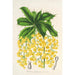 Berberis Jamesonii - Charles Antoine Lemaire — vy av konstverket