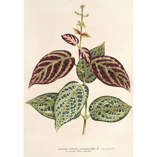 Charles Antoine Lemaire - Bignonia argyreoviolascens.webp