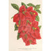 Bougainvillea spectabilis - Charles Antoine Lemaire — vy av konstverket