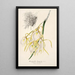Reproduktion av målningen Brassavola fragrans - Charles Antoine Lemaire