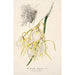 Reproduktion av målningen Brassavola fragrans - Charles Antoine Lemaire