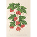 Reproduktion av målningen Bryonopsis laciniata var erythrocarpa - Charles Antoine Lemaire