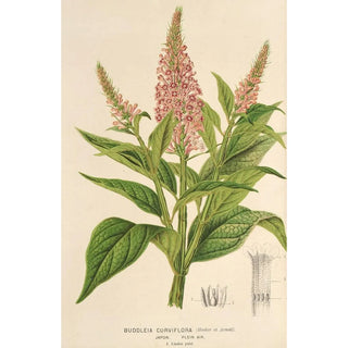 Charles Antoine Lemaire - Buddleia curviflora.webp
