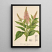 Buddleia curviflora - Charles Antoine Lemaire — inramlat konstverk på väggen