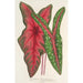 Caladium Baraquinii Troubetzkoy - Charles Antoine Lemaire — vy av konstverket
