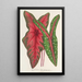 Caladium Baraquinii Troubetzkoy - Charles Antoine Lemaire — inramlat konstverk på väggen