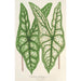 Caladium Belleymei - Charles Antoine Lemaire — vy av konstverket